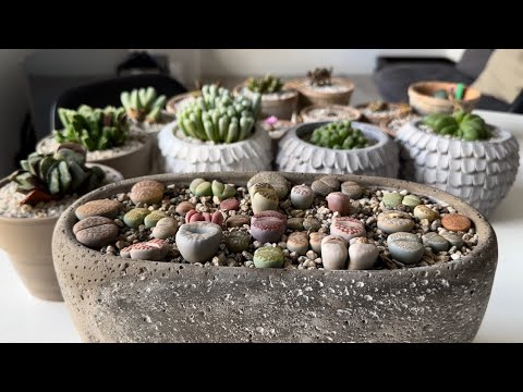 Видео: Литопсы/ Lithops. Вопросы🔜Ответы. 15.10.24.
