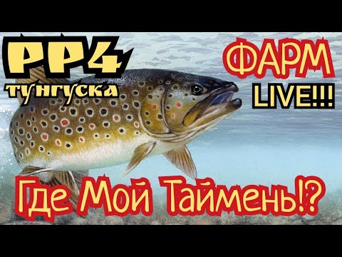 Видео: 🔴 Русская рыбалка 4! Раздача Тайменя?! Шанс X2 на Венгу!🔥Новая рулетка с золотом!