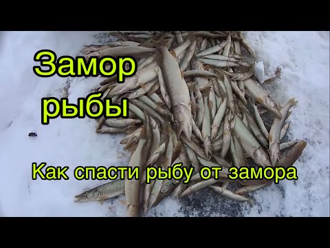 Видео: Замор рыбы! Как избежать ЗАМОРА рыбы зимой. ЭКСТРЕННОЕ СПАСЕНИЕ рыбы от ЗАМОРА!!! Пруд на даче.