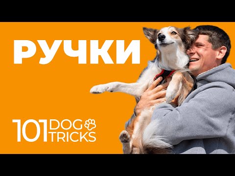 Видео: Как научить собаку трюку Ручки 🐩 Прыжок на руки пошагово