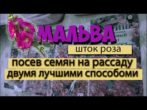 Видео: Мальва (шток роза). Посев семян на рассаду двумя лучшими способами.