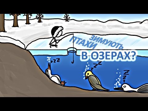 Видео: Птахи зимують в озерах? [MinuteEarth]