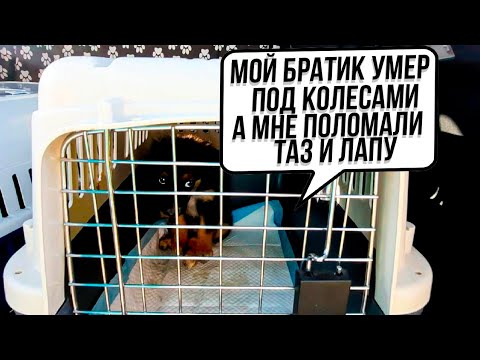 Видео: Щенят сбила машина, один выжил, в плохом состоянии, все проходили ровнодушно😒 Я лечу с Москвы домой!