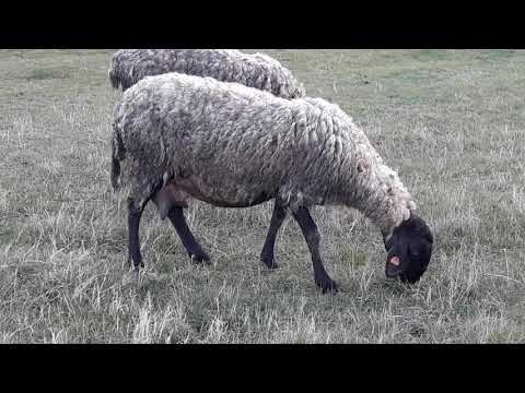 Видео: Плевенска черноглава овца