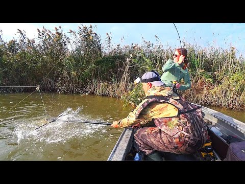 Видео: ЭТА РЫБАЛКА НЕЗАКОННА, НАС ПОСАДЯТ! Лучшая рыбалка на сазана в моей жизни! Ловля сазана на закидушки