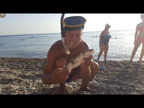 Видео: Подводная охота в черном море. Геленджик. Охота на кефаль.