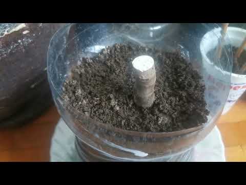 Видео: Вкореняване на резници и ашлами в хола