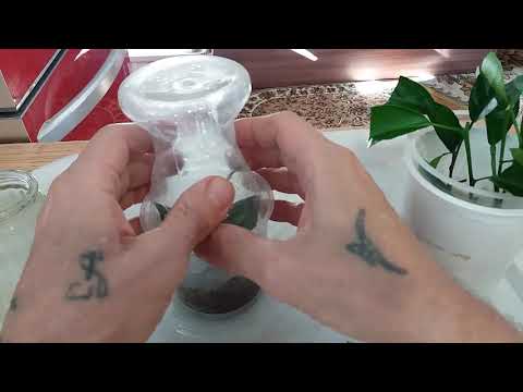 Видео: Размноженние мандарина, каламандина черенками