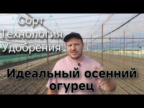 Видео: Идеальный огурец в осень. Просто о сложном