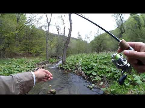 Видео: Пъстърва от потока. Риболов в планината.
