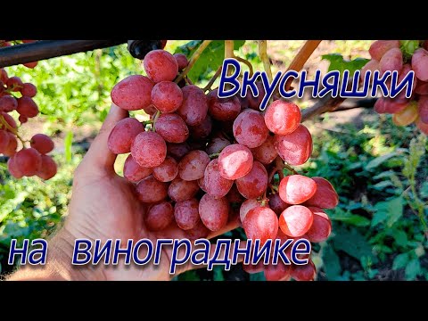 Видео: Мускатные сорта винограда