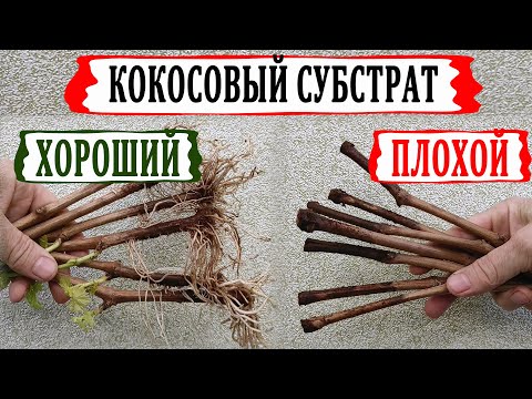 Видео: 🍇 Обязательно сделай Это с кокосовым субстратом перед укоренением! И вот почему... Это все соль!