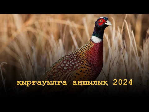 Видео: Қырғауылға аңшылық! Ашылу 2024! Охота на фазана 2024!