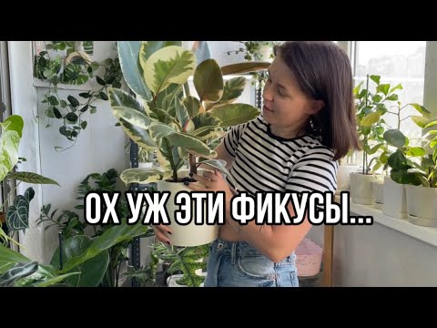 Видео: Моя коллекция фикусов | МАЙ| ОБЗОР