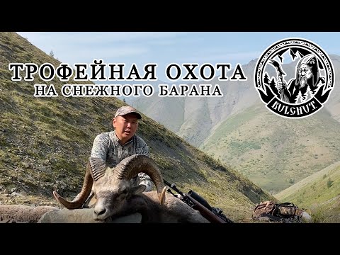 Видео: Трофейная Охота на Снежного Барана