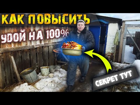 Видео: Кормление и содержание коровы.  Как повысить удой 100% ???  Жизнь в деревне.