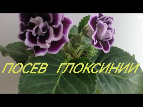 Видео: 🌺 Посев семян глоксинии 🌺