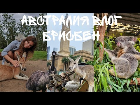 Видео: АВСТРАЛИЯ ВЛОГ | БРИСБЕН: ГЛАЖУ ВСЕХ КЕНГУРУ В ЗАПОВЕДНИКЕ 🦘
