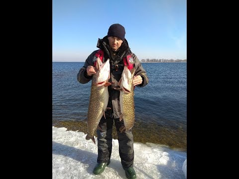 Видео: Первые щуки монстры в 2019 году на троллинг. Fishing trolling.  Big pike. Щука.