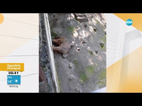 Видео: Има ли недохранени животни и необезопасени клетки в зоопарка в Ловеч -Здравей, България (21.06.2023)