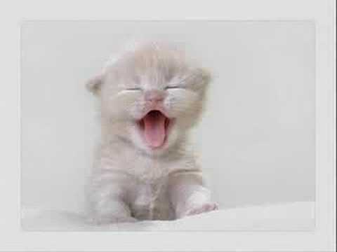 Видео: Flёur - Тёплые коты