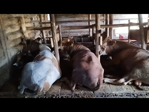 Видео: Бордақы бұқалар.Шөп рулондау.