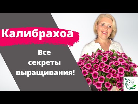 Видео: Калибрахоа. Как приручить красавицу на зависть всем!!!