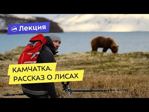Видео: Камчатка. Рассказ о лисах
