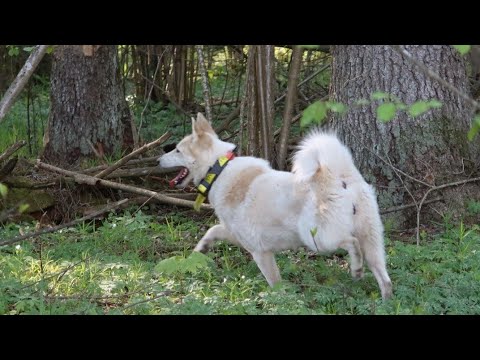 Видео: С Белкуньей в лес