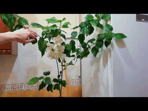 Видео: ГИБИСКУС комнатный. ФОРМИРУЮЩАЯ ОБРЕЗКА ГИБИСКУСА. HIBISCUS. CHINESE ROSE.