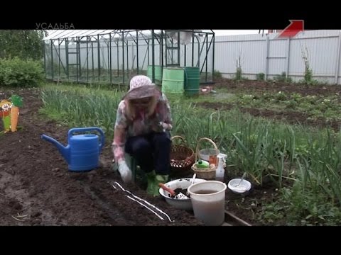 Видео: Лучки Пучки.  Серия 235.  Посев семян моркови в открытый грунт.