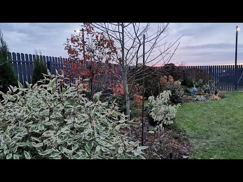 Видео: Осенняя пересадка трехлетних гортензий. 20.10.2025 восток Ленинградской обл 