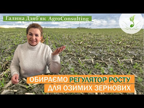 Видео: Регулятори росту на озимі зернові: які діючі речовини, в яку фазу, яка норма?