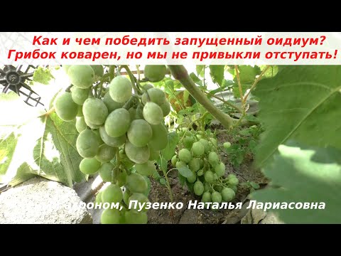 Видео: Запущенный оидиум, класика. Чем лечить, спасти урожай?  Ягоды стали расстрескиваться, но мы сможем!