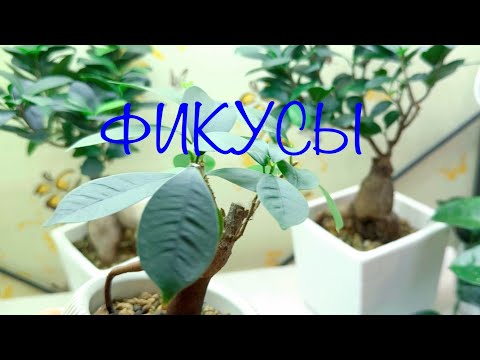 Видео: Обзор и пересадки фикусов