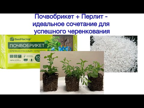Видео: Почвобрикет + перлит: преимущества перед другими почвами при черенковании растений