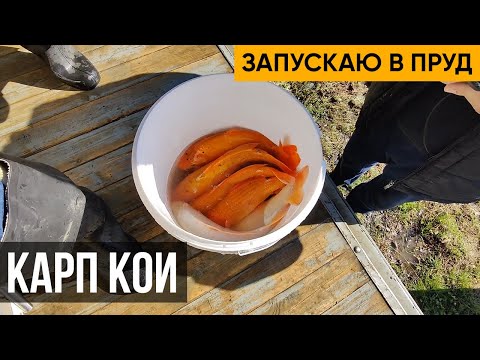 Видео: Запустил в пруд 30 килограмм карпов кои. Для декоративных целей и подкормки хищника.