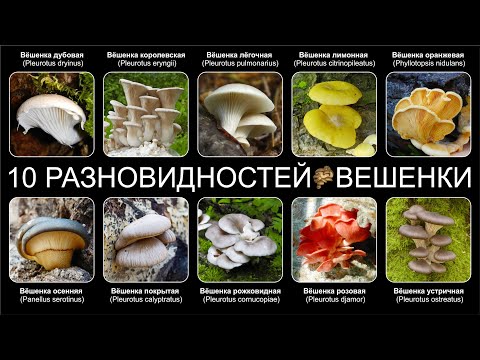 Видео: Топ 10 РАЗНОВИДНОСТЕЙ ГРИБОВ ВЁШЕНКИ