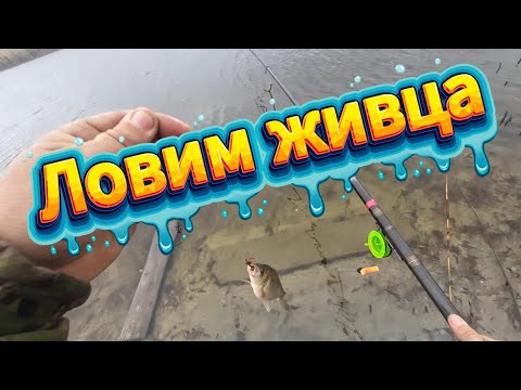 Видео: Наловили живца с Иванычем.