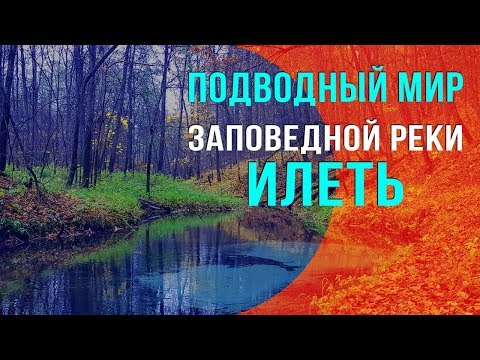 Видео: Подводный мир заповедной реки Илеть.