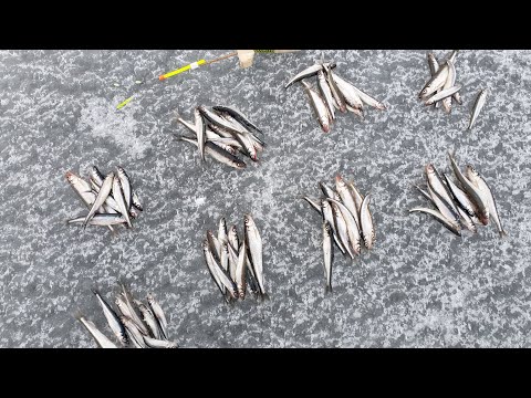 Видео: Ловля корюшки. Смолячково. Проверка рацухи.