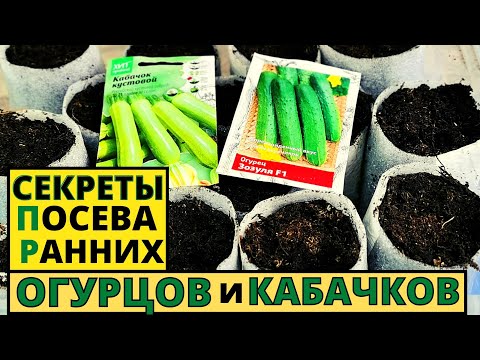 Видео: Хотите рано кушать ОГУРЧИКИ и КАБАЧКИ? Тогда мои секретики посева и выращивания вам помогут