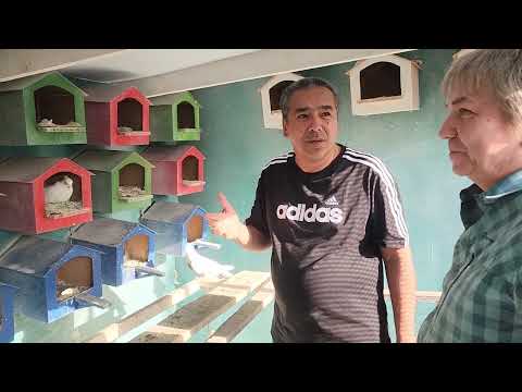 Видео: 2 мая 2025 г.