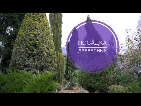Видео: КАК САЖАТЬ ДРЕВЕСНЫЕ РАСТЕНИЯ
