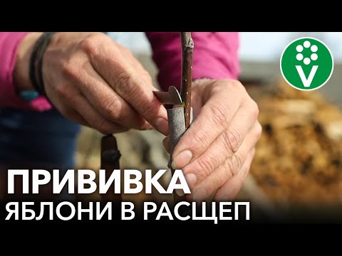 Видео: ПРИВИВКА ЯБЛОНИ ПОШАГОВО ДЛЯ НАЧИНАЮЩИХ! Как прививать плодовые деревья?