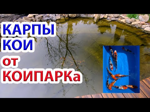 Видео: Новые карпы Кои в нашем пруду от КоиПарк