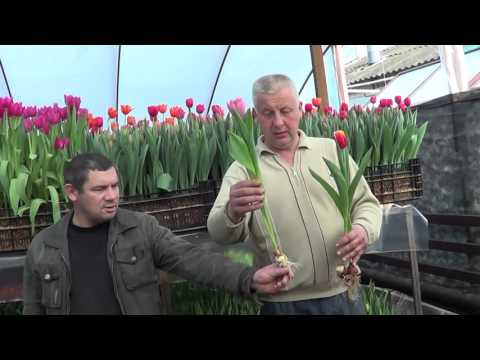 Видео: Выгонка тюльпанов ( отрывок из нашего фильма 8 918 481 61 40 )