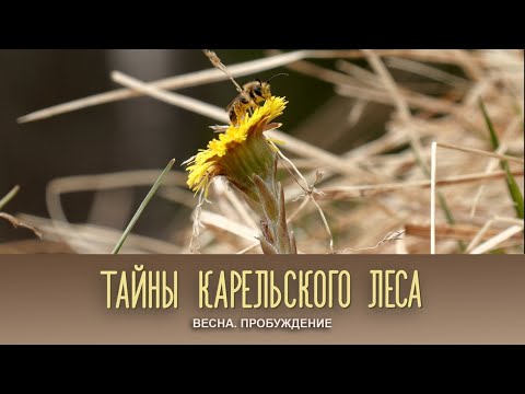 Видео: ВЕСНА. ПРОБУЖДЕНИЕ | «Тайны карельского леса»