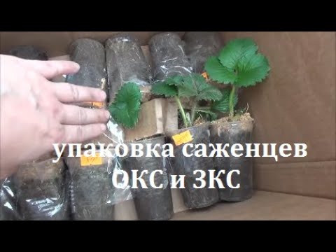 Видео: Супер упаковка саженцев клубники ЗКС и ОКС.Отправка Почтой