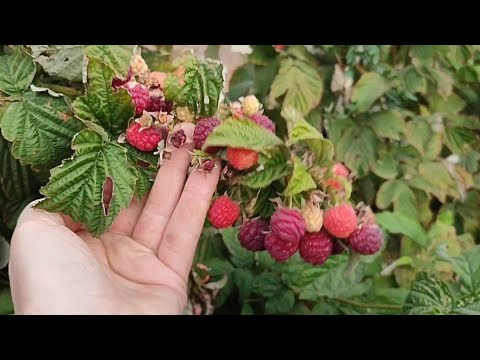 Видео: Как мы купили дом у банка, моральная и практическая стороны. Жулика больше нет. Огород сад осенью.